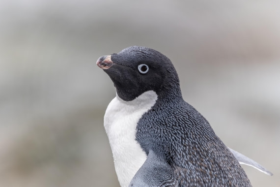 HDS30-26, Day 5, 5D5A0839 © Koen Jongerling - Oceanwide Expeditions.jpg