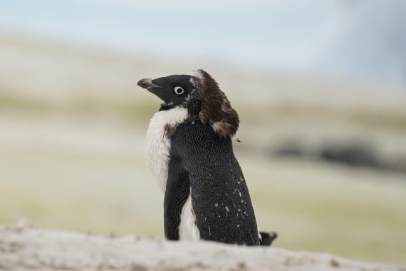 HDS30-26, Day 5, DSC06043 © Jessica Bakker - Oceanwide Expeditions.JPG