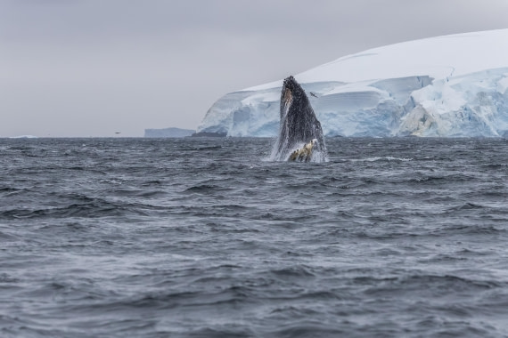 HDS30-26, Day 6, 5D5A0890 © Koen Jongerling - Oceanwide Expeditions.jpg