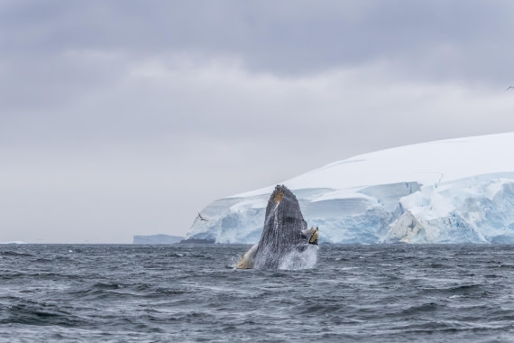 HDS30-26, Day 6, 5D5A0891 © Koen Jongerling - Oceanwide Expeditions.jpg