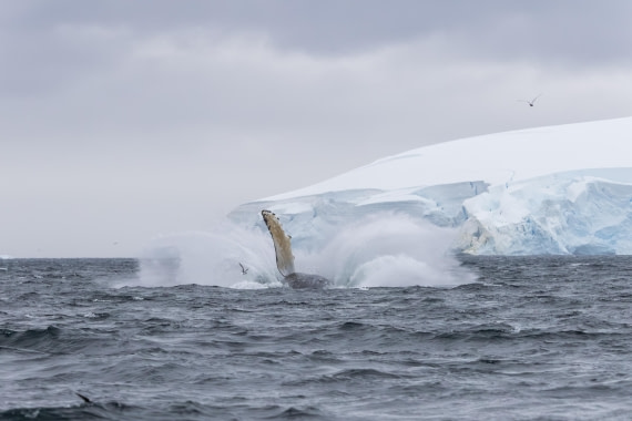 HDS30-26, Day 6, 5D5A0893 © Koen Jongerling - Oceanwide Expeditions.jpg