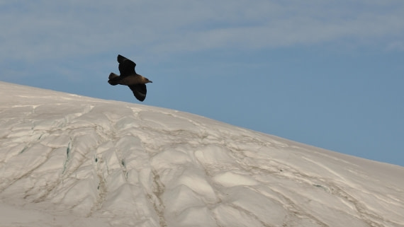 OTL30b26, Day 6, APMG9303.JPG © Andy Perkins - Oceanwide Expeditions.JPG