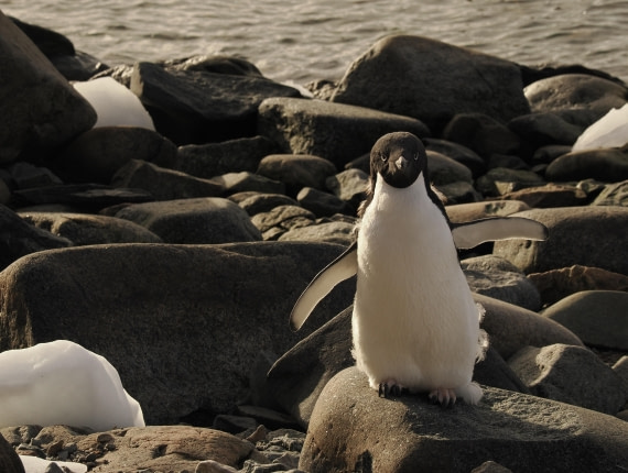 OTL30b26, Day 6, APMG9311.JPG © Andy Perkins - Oceanwide Expeditions.JPG