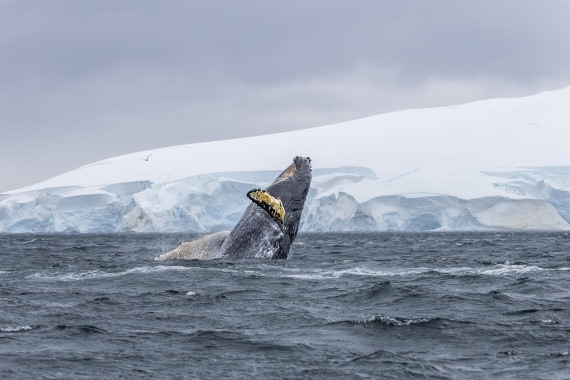 HDS30-26, Day 6, 5D5A0907 © Koen Jongerling - Oceanwide Expeditions.jpg