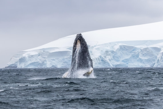 HDS30-26, Day 6, 5D5A0910 © Koen Jongerling - Oceanwide Expeditions.jpg