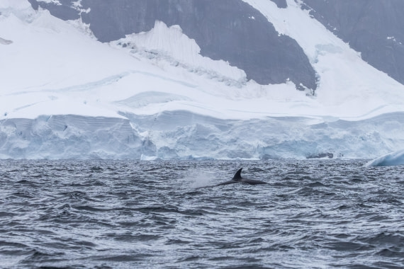 HDS30-26, Day 6, 5D5A0912 © Koen Jongerling - Oceanwide Expeditions.jpg