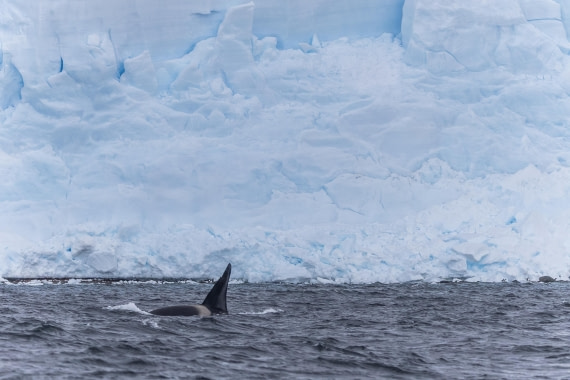 HDS30-26, Day 6, 5D5A0915 © Koen Jongerling - Oceanwide Expeditions.jpg