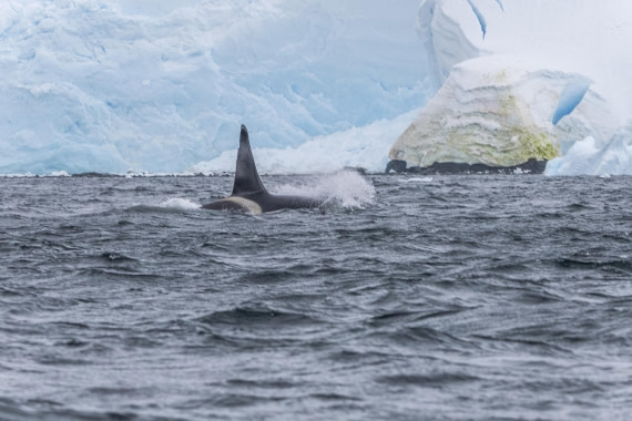 HDS30-26, Day 6, 5D5A0918 © Koen Jongerling - Oceanwide Expeditions.jpg