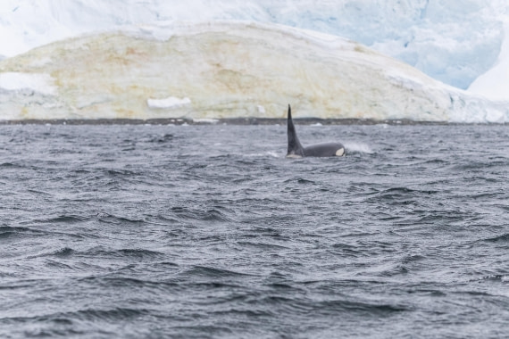 HDS30-26, Day 6, 5D5A0921 © Koen Jongerling - Oceanwide Expeditions.jpg