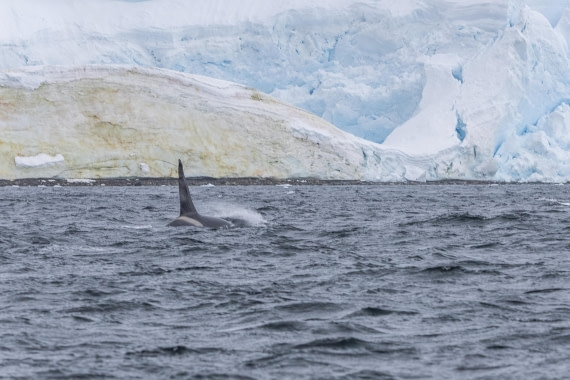 HDS30-26, Day 6, 5D5A0922 © Koen Jongerling - Oceanwide Expeditions.jpg