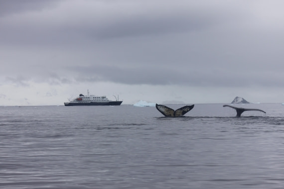 HDS30-26, Day 6, 15Mar Lucas 1 © Lucas Ellerbroek - Oceanwide Expeditions.JPG