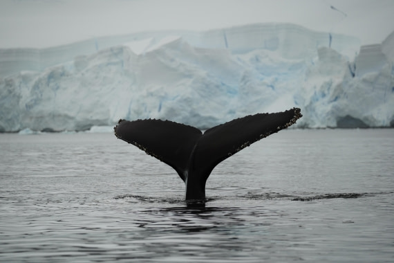 HDS30-26, Day 6, DSC06392 © Jessica Bakker - Oceanwide Expeditions.JPG