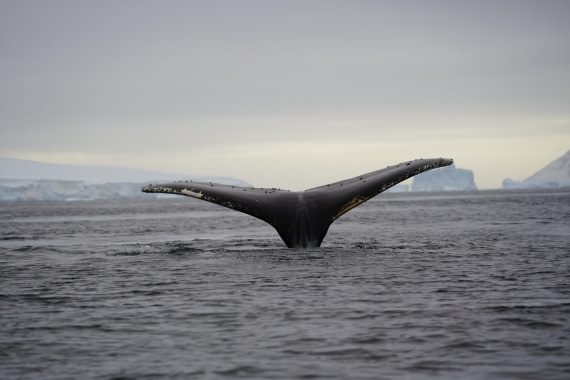 HDS30-26, Day 6, DSC06559 © Jessica Bakker - Oceanwide Expeditions.JPG