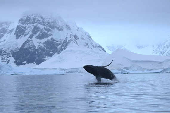 HDS30-26, Day 6, SAS_7372 - morning © Saskia van der Meij - Oceanwide Expeditions.JPG
