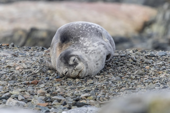 HDS30-26, Day 7, 5D5A0929 © Koen Jongerling - Oceanwide Expeditions.jpg