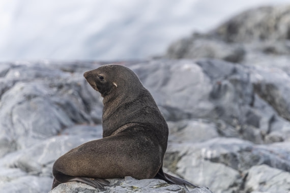 HDS30-26, Day 7, 5D5A0930 © Koen Jongerling - Oceanwide Expeditions.jpg