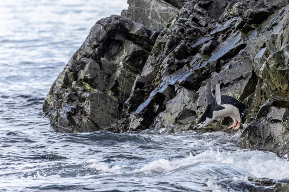 HDS30-26, Day 7, 5D5A0940 © Koen Jongerling - Oceanwide Expeditions.jpg