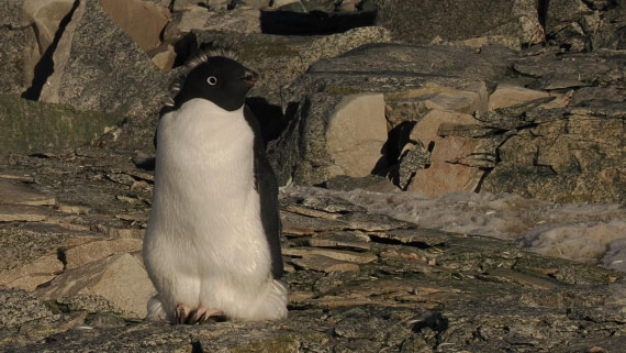 OTL30b26, Day 7, APMG9351.JPG © Andy Perkins - Oceanwide Expeditions.JPG