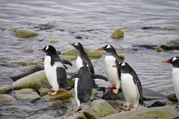 HDS30-26, Day 7, DSC07385 © Jessica Bakker - Oceanwide Expeditions.JPG