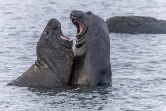 HDS30-26, Day 8, 5D5A0955 © Koen Jongerling - Oceanwide Expeditions.jpg