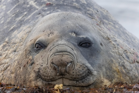 HDS30-26, Day 8, 5D5A0959 © Koen Jongerling - Oceanwide Expeditions.jpg