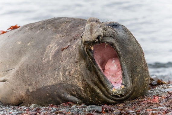 HDS30-26, Day 8, 5D5A0979 © Koen Jongerling - Oceanwide Expeditions.jpg