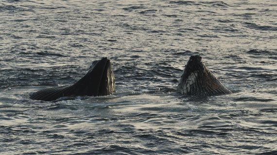 OTL30b26, Day 7, APMG9417.JPG © Andy Perkins - Oceanwide Expeditions.JPG