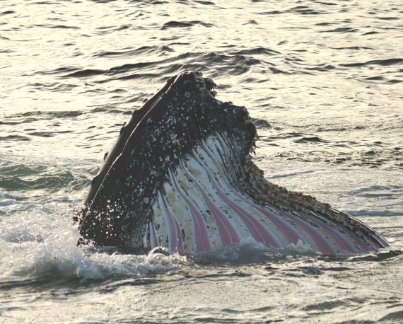 OTL30b26, Day 7, APMG9430.JPG © Andy Perkins - Oceanwide Expeditions.JPG