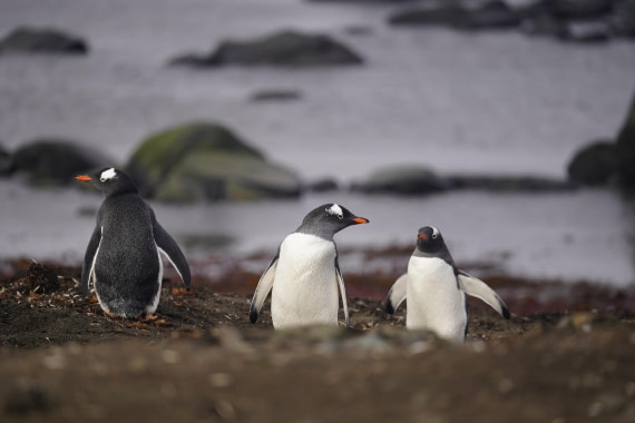 HDS30-26, Day 8, DSC07822 © Jessica Bakker - Oceanwide Expeditions.JPG