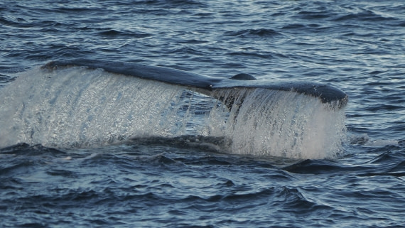 OTL30b26, Day 7, APMG9465.JPG © Andy Perkins - Oceanwide Expeditions.JPG