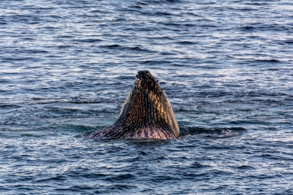 OTL30b26, Day 7, Marco (35).jpg © Marco Rosso - Oceanwide Expeditions.jpg
