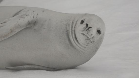 OTL30b26, Day 8, APMG9492.JPG © Andy Perkins - Oceanwide Expeditions.JPG