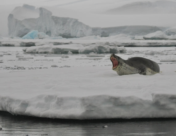 OTL30b26, Day 8, APMG9508.JPG © Andy Perkins - Oceanwide Expeditions.JPG