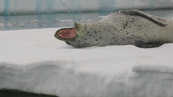 OTL30b26, Day 8, APMG9516.JPG © Andy Perkins - Oceanwide Expeditions.JPG