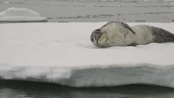 OTL30b26, Day 8, APMG9523.JPG © Andy Perkins - Oceanwide Expeditions.JPG