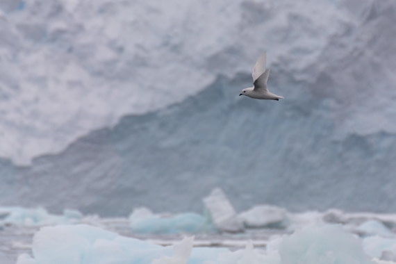 OTL30b26, Day 8, Marco (39).jpg © Marco Rosso - Oceanwide Expeditions.jpg