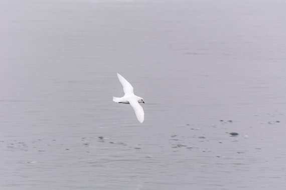 OTL30b26, Day 8, Marco (40).jpg © Marco Rosso - Oceanwide Expeditions.jpg