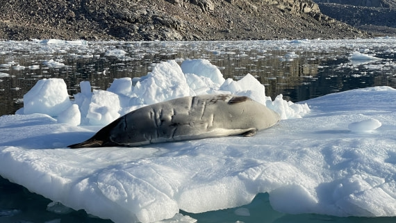 OTL30b26, Day 9, helene (15).JPG © Helene de Meringo - Oceanwide Expeditions.JPG