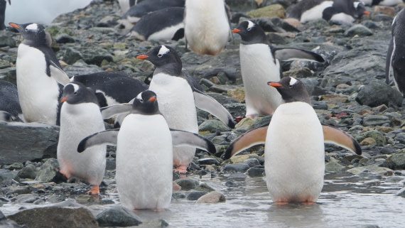 OTL30b26, Day 11, APMG9846.JPG © Andy Perkins - Oceanwide Expeditions.JPG