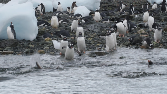 OTL30b26, Day 11, APMG9858.JPG © Andy Perkins - Oceanwide Expeditions.JPG