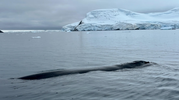 OTL30b26, Day 11, IMG_9743.jpeg © Allan White - Oceanwide Expeditions.jpeg