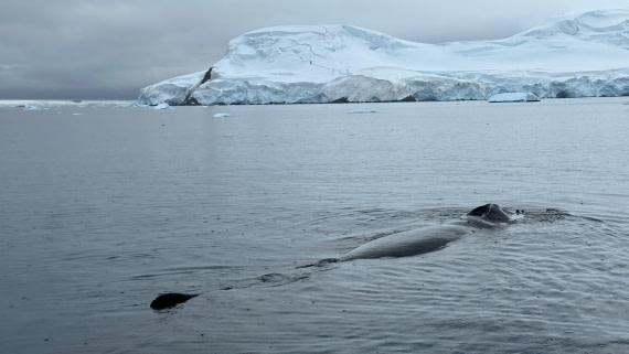 OTL30b26, Day 11, IMG_9748.jpeg © Allan White - Oceanwide Expeditions.jpeg