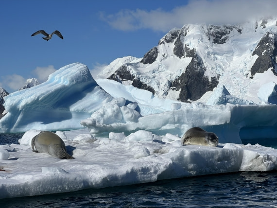 Life in the ice kingdom