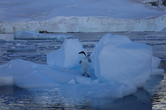 penguins on ice