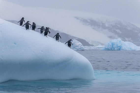 HDS31-26, Day 8, 5D5A1247 © Koen Jongerling - Oceanwide Expeditions.jpg