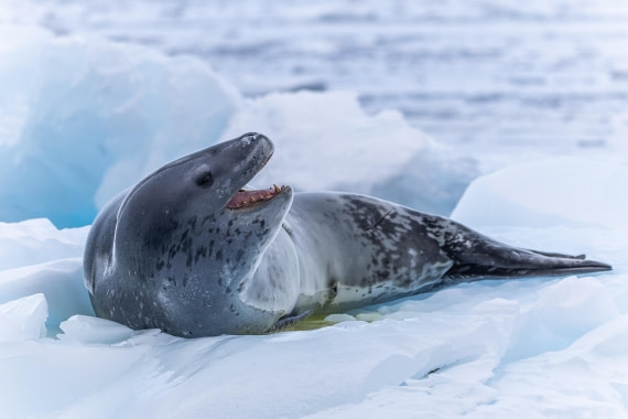 HDS31-26, Day 8, 5D5A1250 © Koen Jongerling - Oceanwide Expeditions.jpg