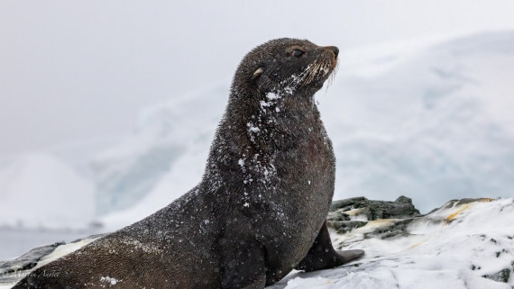 HDS31-26, Day 8, Martin (1) © Martin Anstee - Oceanwide Expeditions.jpg