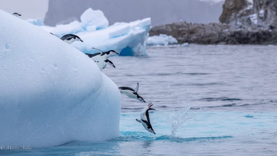 HDS31-26, Day 8, Martin (7) © Martin Anstee - Oceanwide Expeditions.jpg