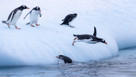 HDS31-26, Day 8, Martin (9) © Martin Anstee - Oceanwide Expeditions.jpg