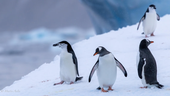 HDS31-26, Day 8, Martin (11) © Martin Anstee - Oceanwide Expeditions.jpg